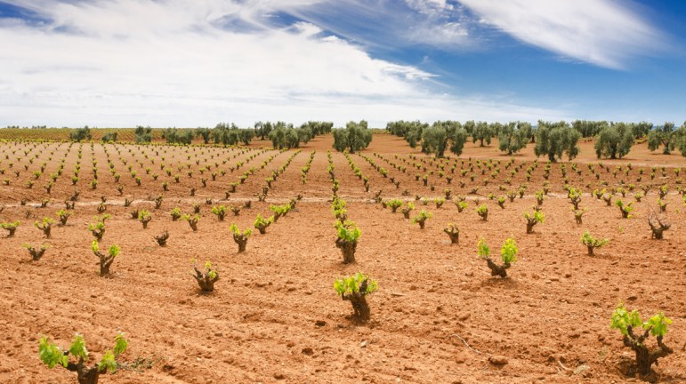 UPA-UCE pide prorrogar el plazo para contratar seguros agrarios