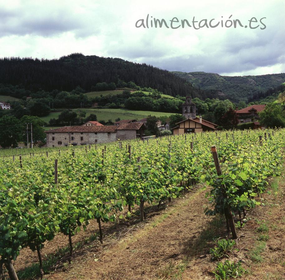 El Ministerio de Agricultura habilita una destilación de crisis de vino para Extremadura y Cataluña