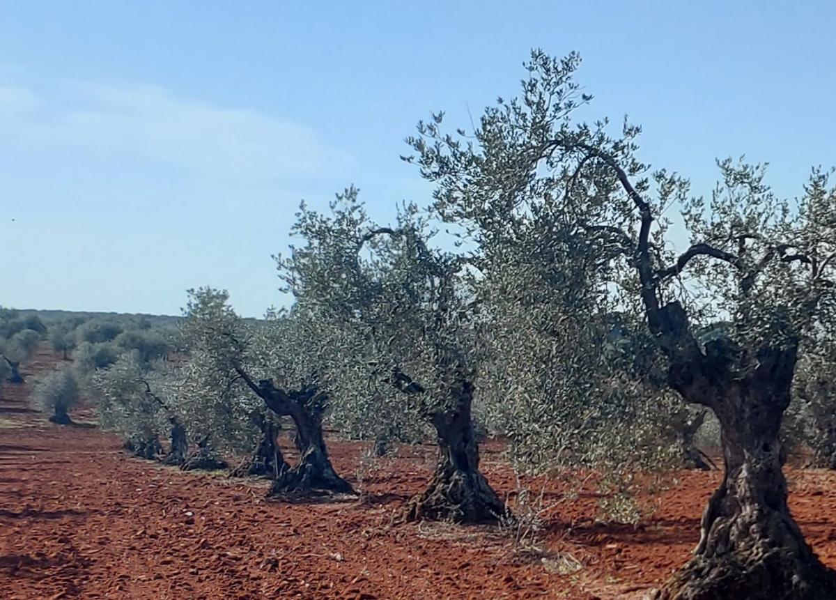 La CLYGAL reclama ayudas directas a la viña y el olivar de secano ante la caída de producción