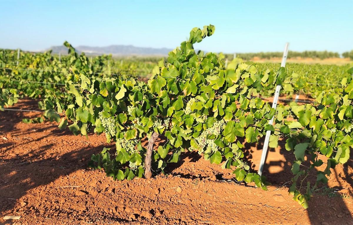 La comunidad de labradores pide que las bodegas paguen un “precio justo” por la uva