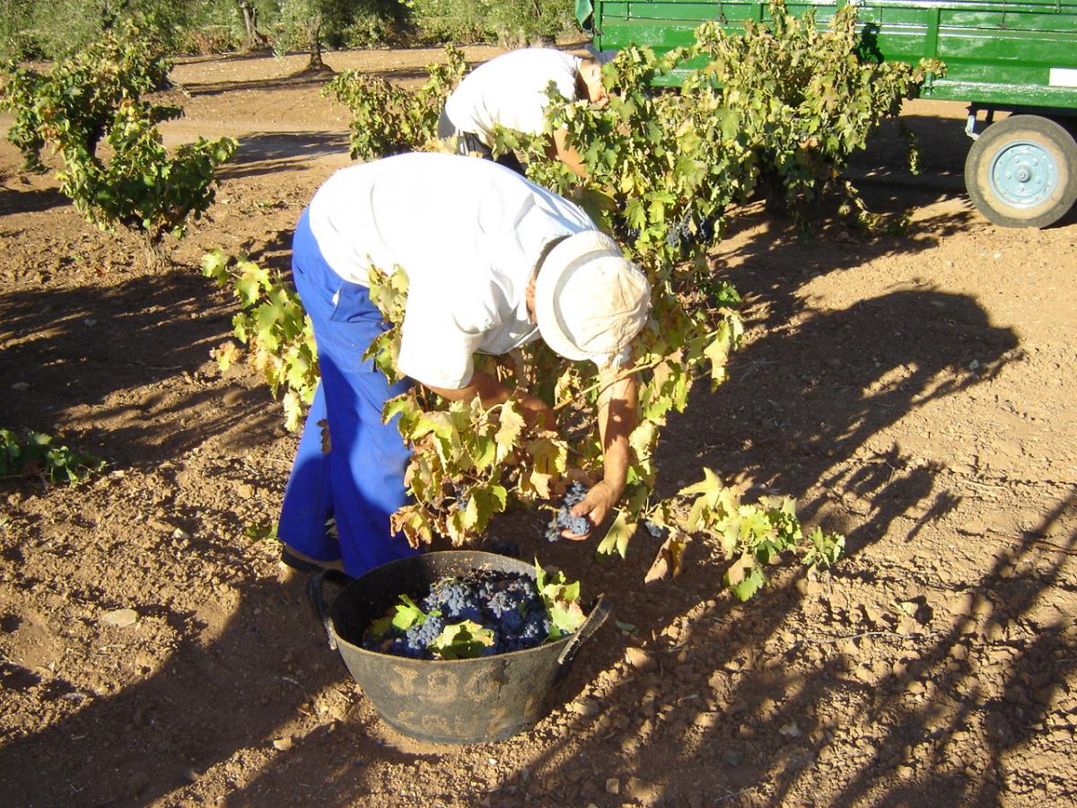 UPA-UCE prevé una caída de un 30 por ciento en la producción de uva