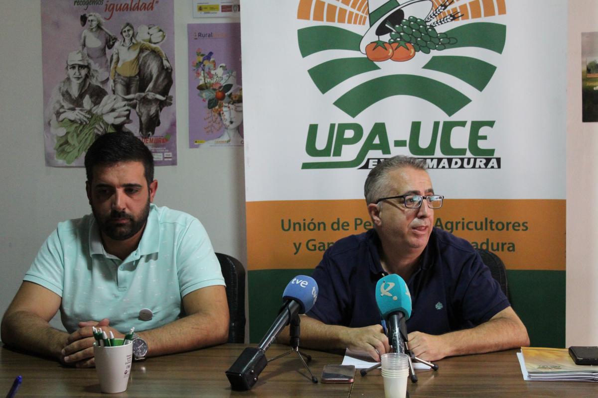 UPA-UCE y Asomanca piden a los productores de aceituna no aceptar precios por debajo de  costes 