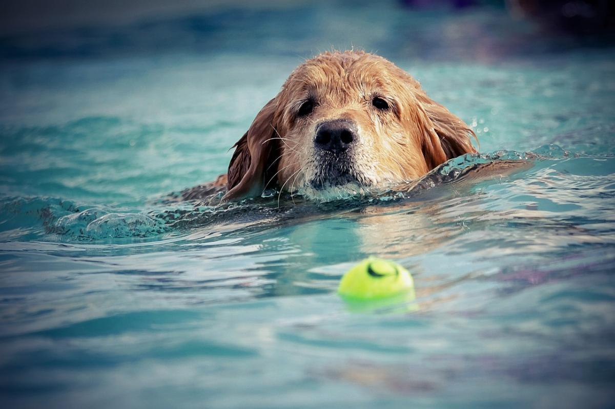 Los perros podrán bañarse  en la piscina con sus dueños este sábado