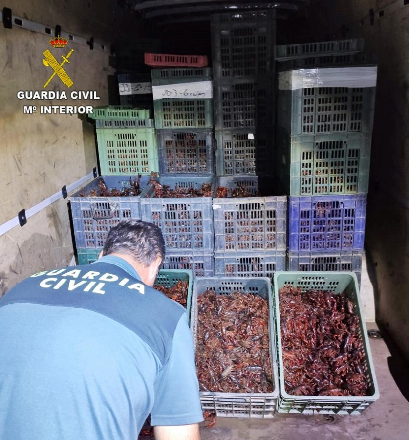 Interceptados 1.500 kilos de cangrejos rojos de río sin cumplir condiciones higiénico sanitarias