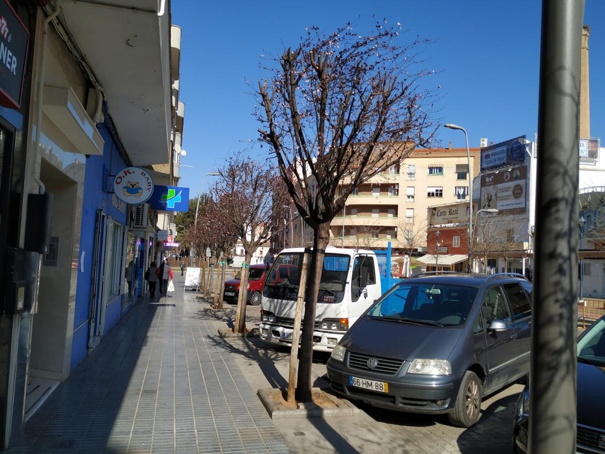 La campaña de poda continúa con los cerezos japoneses de la avenida de la Paz