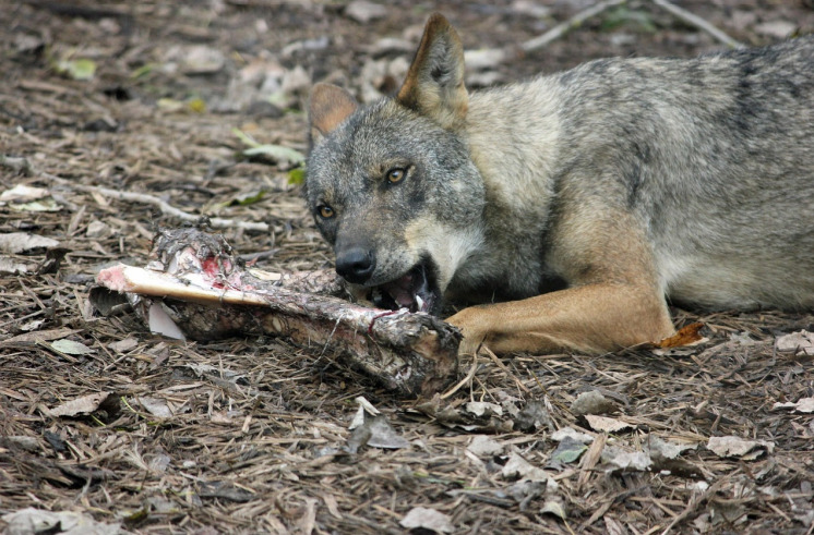 Varias organizaciones se posicionan en contra de la introducción del lobo en la región