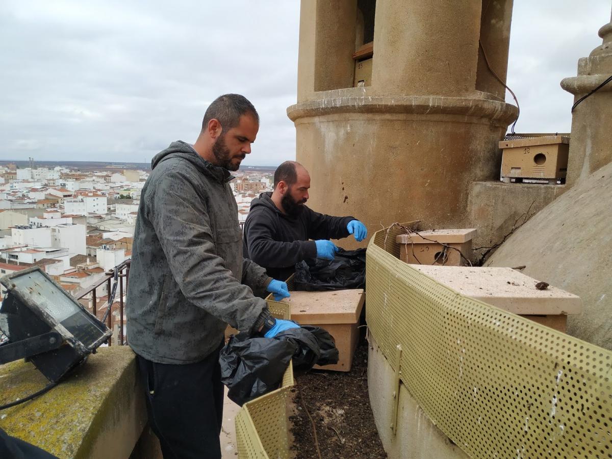 Prueban en la torre de los Almendros un prototipo de nido para el cernícalo