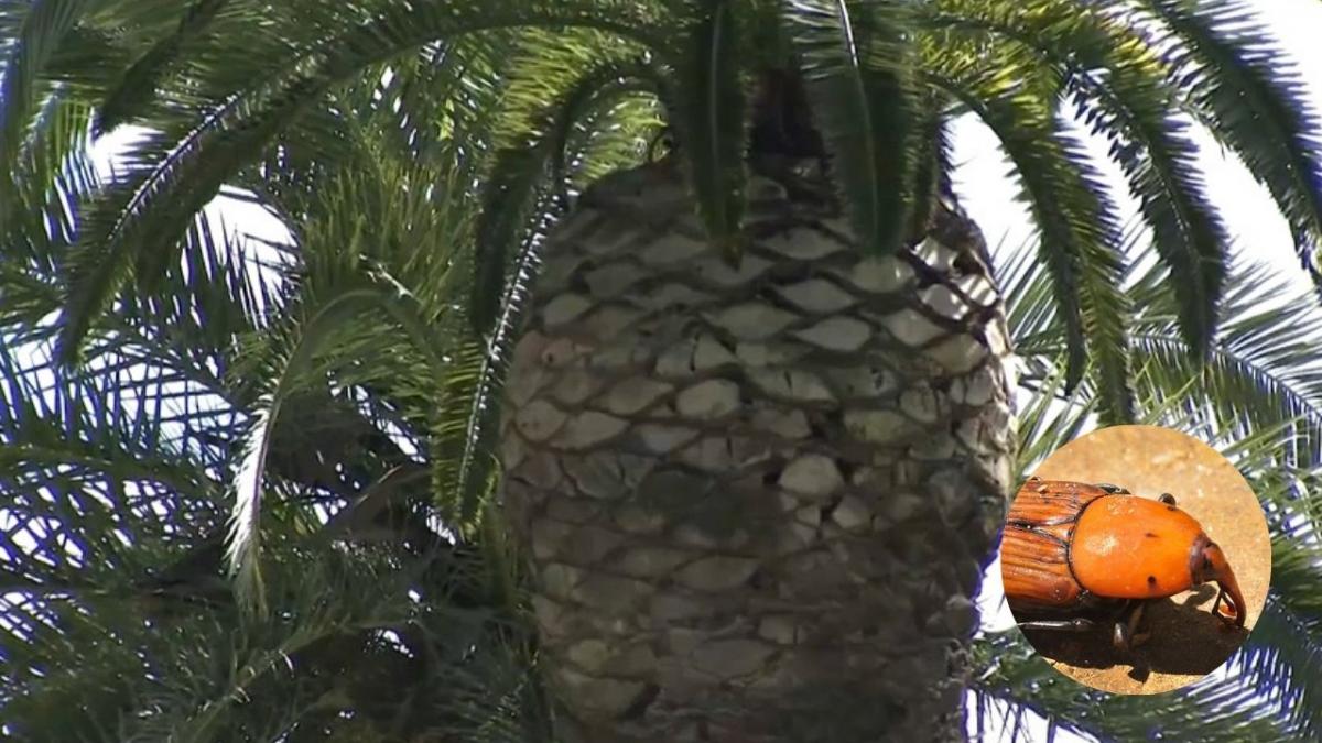 Extremadura declara la existencia del picudo rojo de las palmeras en toda la comunidad 