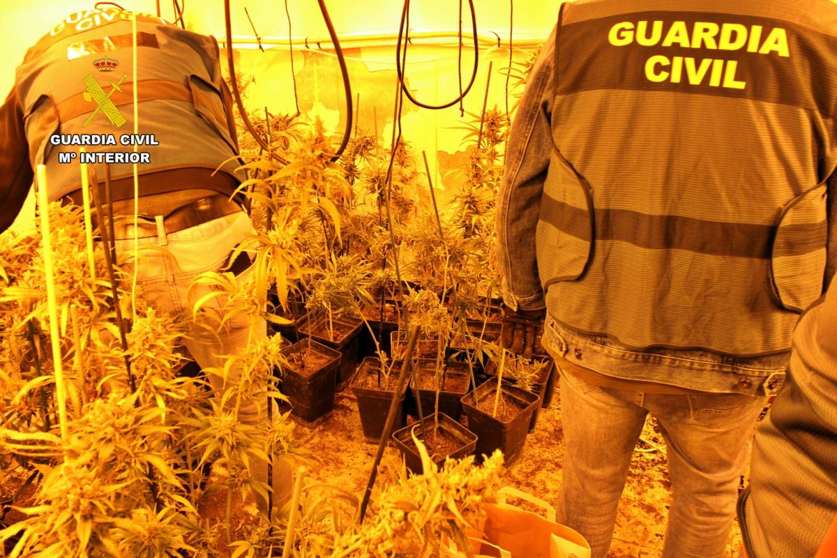 La Guardia Civil desmantela dos plantaciones de marihuana en una vivienda de Alange