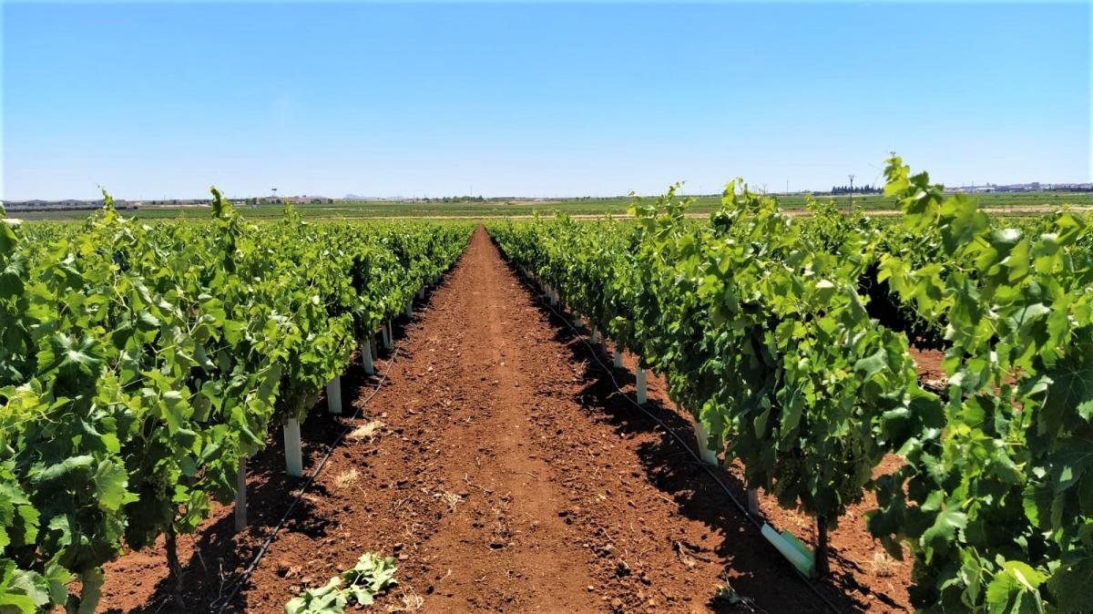 La caída de la producción de uva de cava en Cataluña posibilita la subida del precio en la comarca