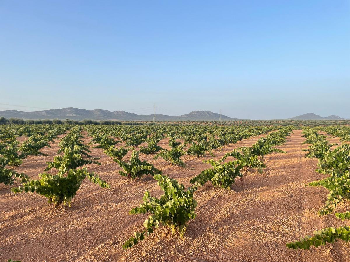 Apag Extremadura Asaja solicita unos precios justos para la uva 