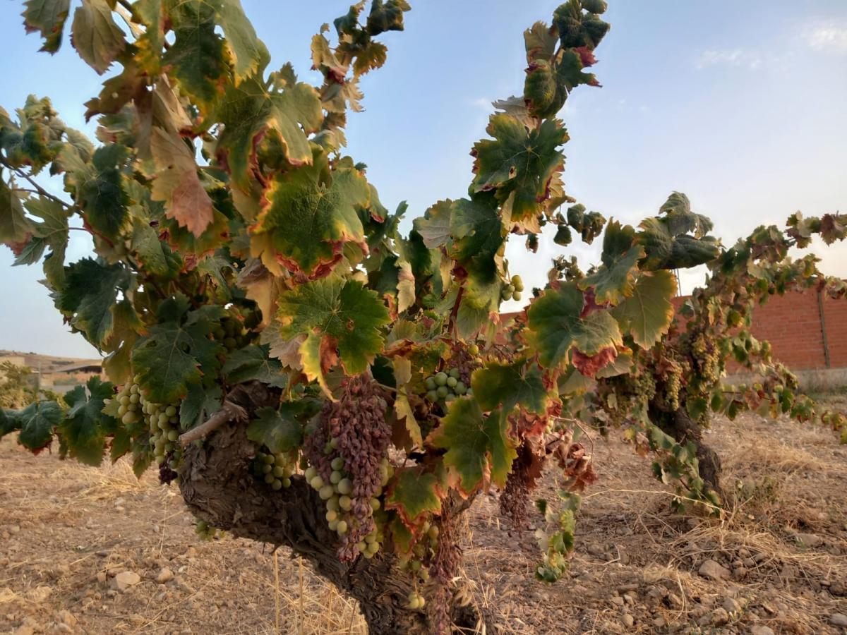 La Unión pide que se respete un precio de al menos el coste de producción de la uva 