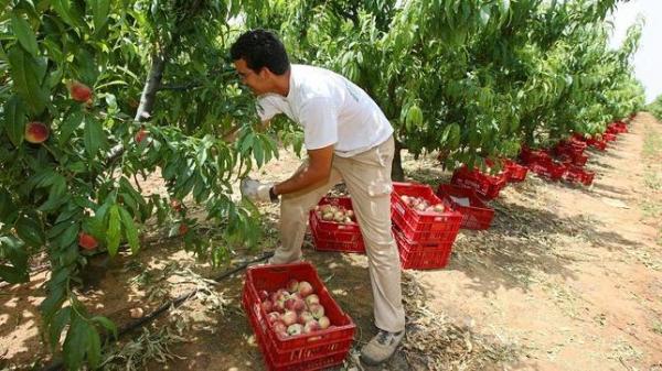 CCOO asegura que en Extremadura sobra mano de obra para el campo