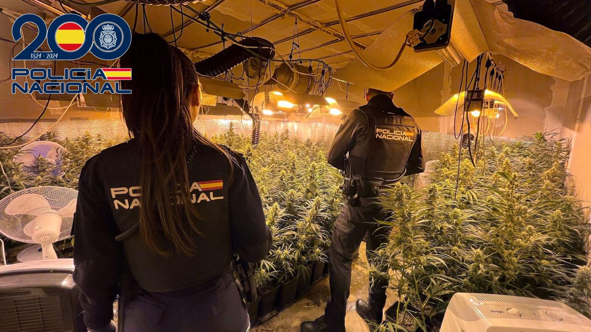 Policía Nacional desmantela una plantación “indoor” de marihuana