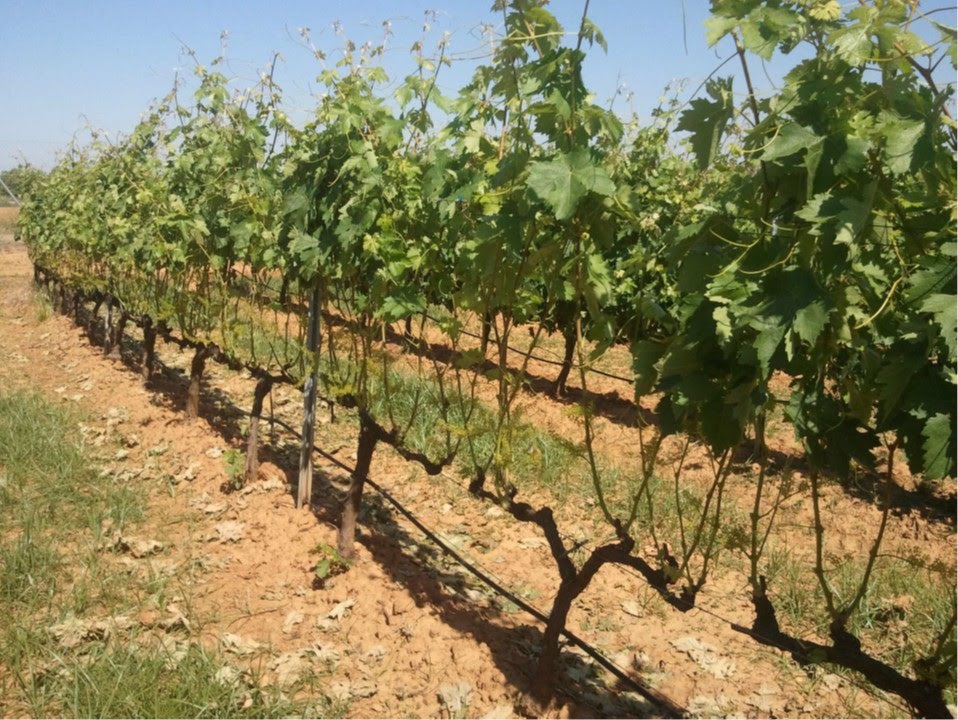 Aprobadas las ayudas para las explotaciones agrícolas de olivar y viña de secano