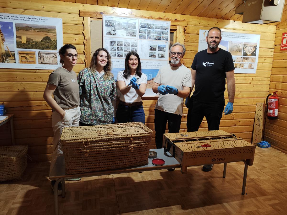 Dema envía 50 cernícalos a Granada en un proyecto realizado íntegramente en Almendralejo