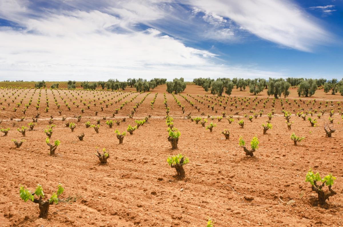 Las ayudas a préstamos para olivar y viña de secano se piden a partir del lunes