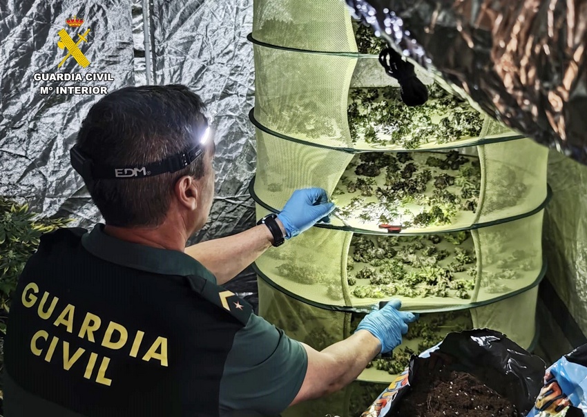 Detenida una pareja almendralejense por cultivo de marihuana 
