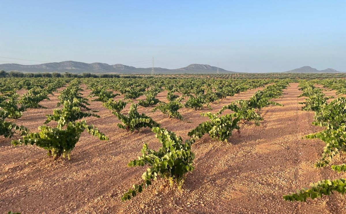 Apag Extremadura Asaja exige precios justos para la uva
