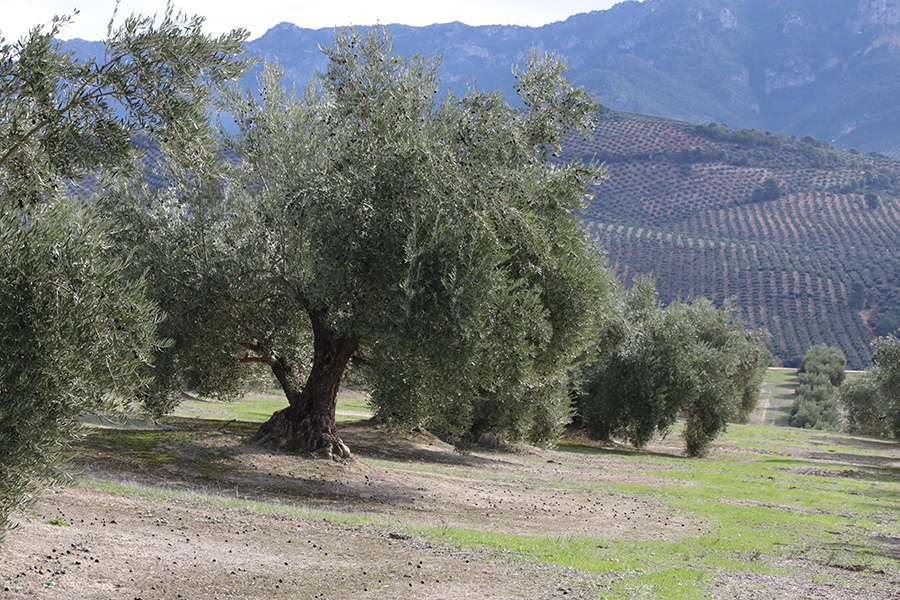 UPA prevé que la producción de aceite de oliva se resienta