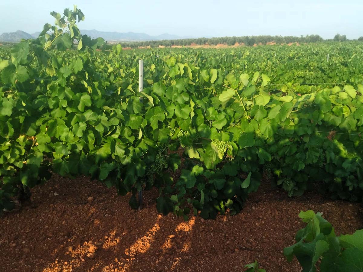 La CLYGAL llama a negociar unos precios justos para la uva de cava 