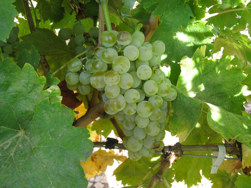 UPA-UCE exige a las bodegas de cava cumplir la Ley de la Cadena Alimentaria