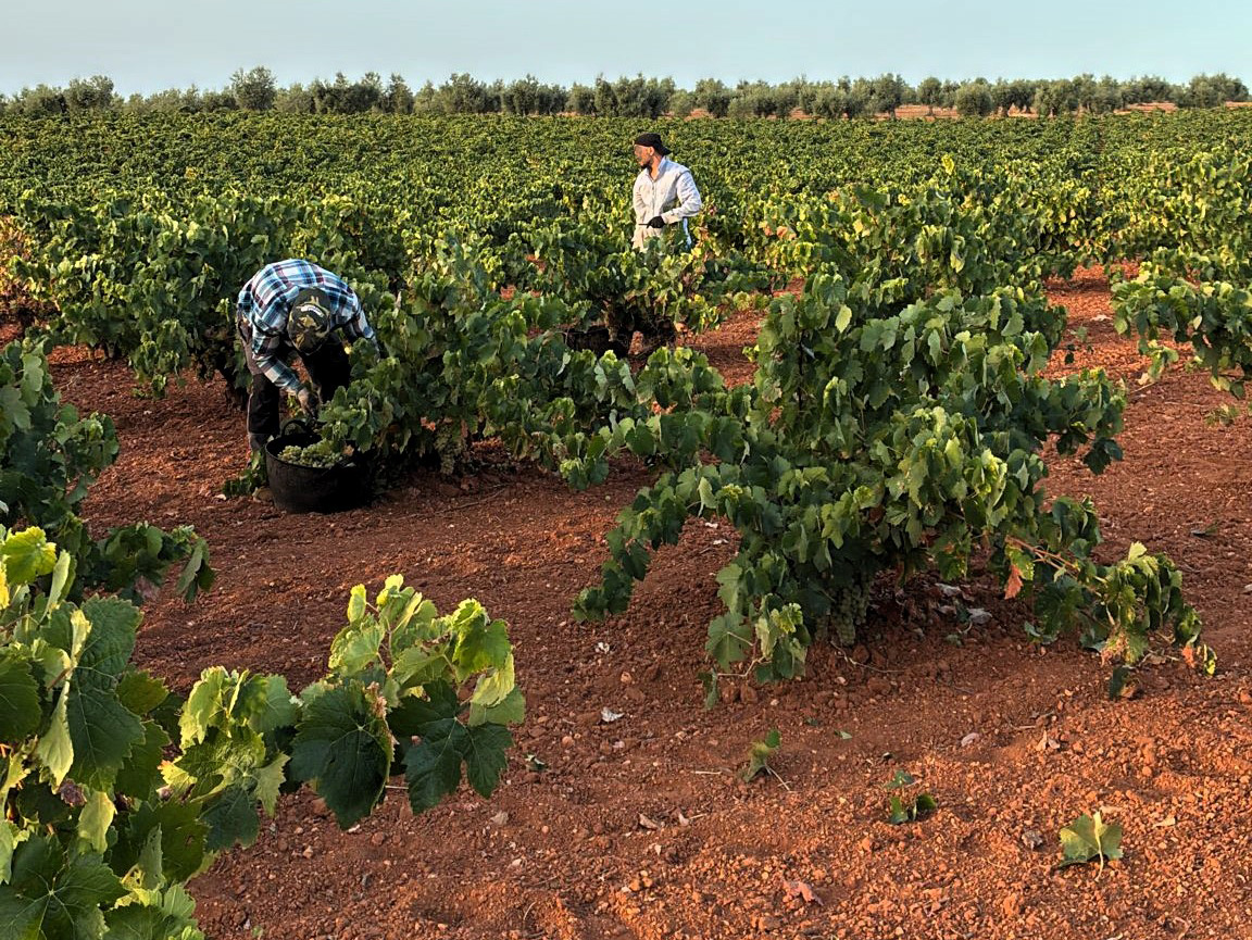 La CLYGAL cifra entre un 30 y 50 por ciento la caída en la producción de uva