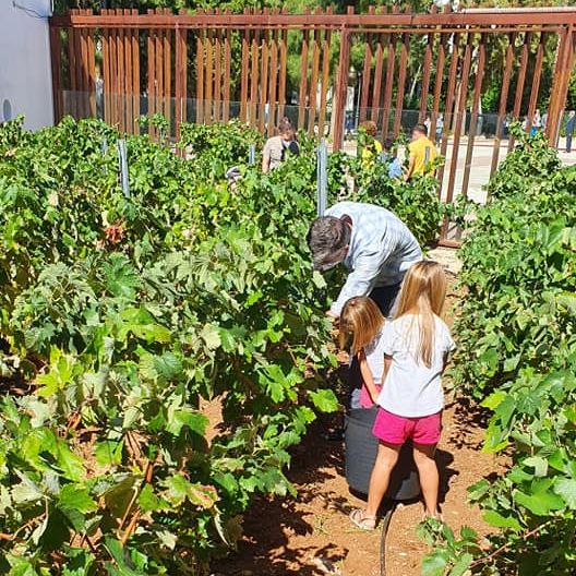 Un taller en familia da a conocer a los pequeños el proceso de la vendimia