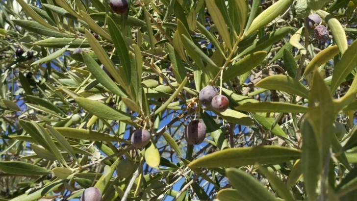 Apag Extremadura Asaja advierte de 