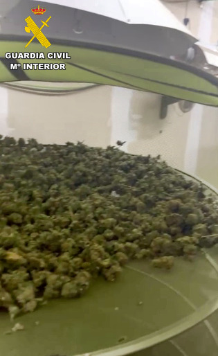 Detenida una pareja por cultivo de marihuana en una nave industrial de Almendralejo