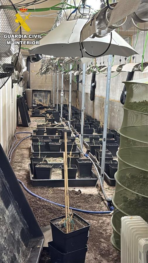 Detenida una pareja por cultivo de marihuana en una nave industrial de Almendralejo