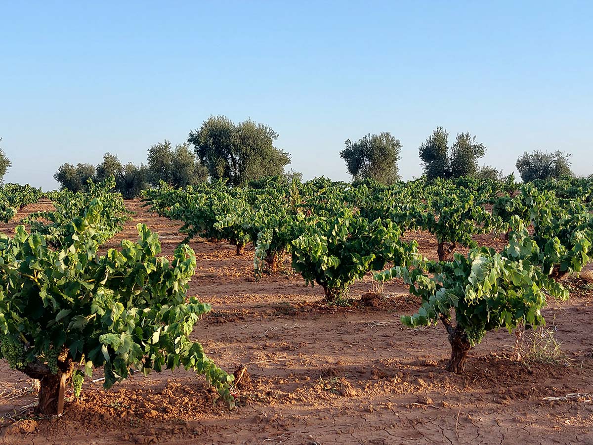 La CLYGAL confirma el bulo del ministro de Agricultura, sobre las ayudas a la viña y al olivar