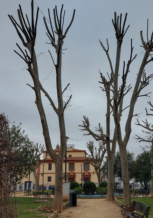 Adenex denuncia “podas agresivas” en el parque de Los Padres