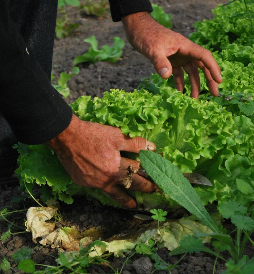 Publicadas las bases para optar a los huertos municipales