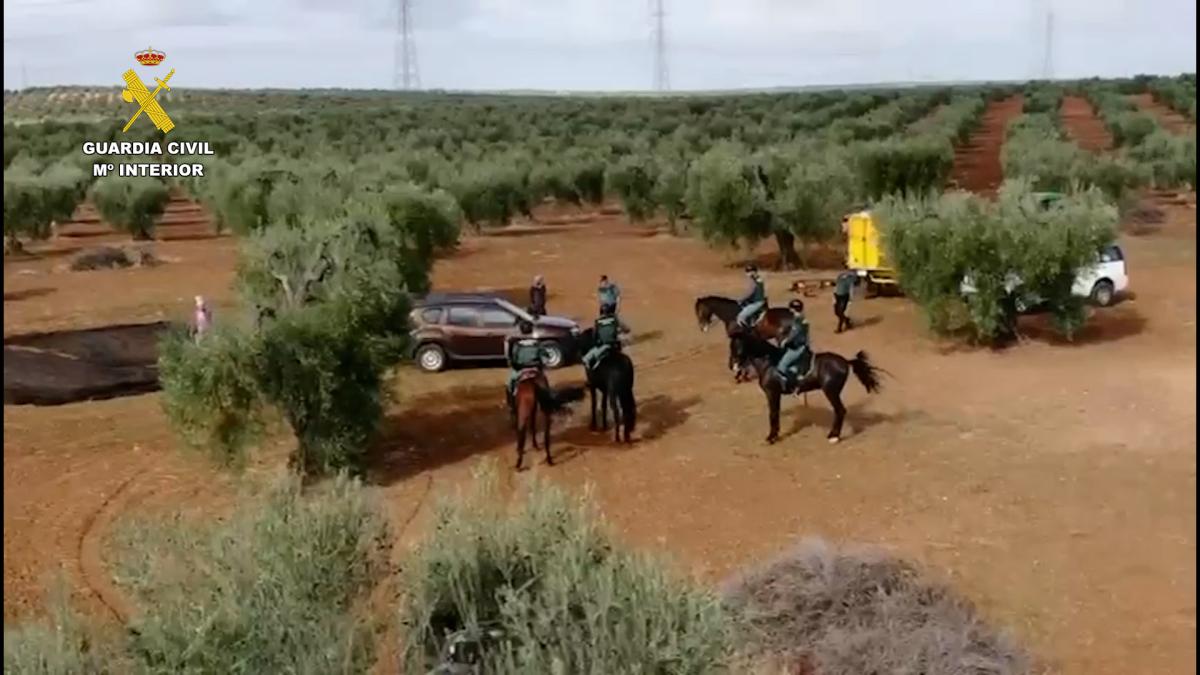 El robo de aceitunas se reduce casi un 30 por ciento durante la última campaña