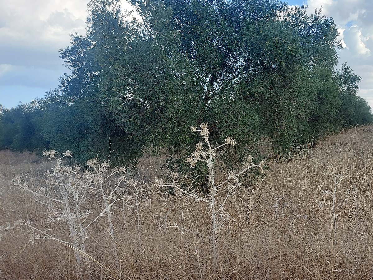 La CLYGAL reclama medidas urgentes por el incremento de los precios