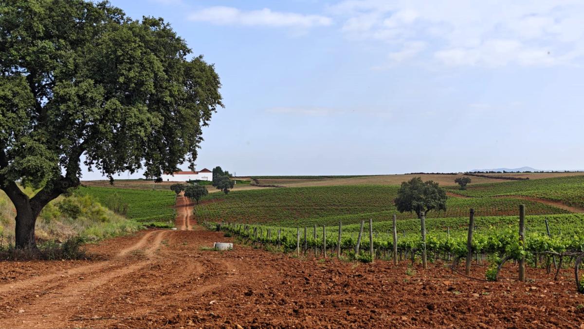 Blogueros especializados en enoturismo conocerán las experiencias de la ruta del vino