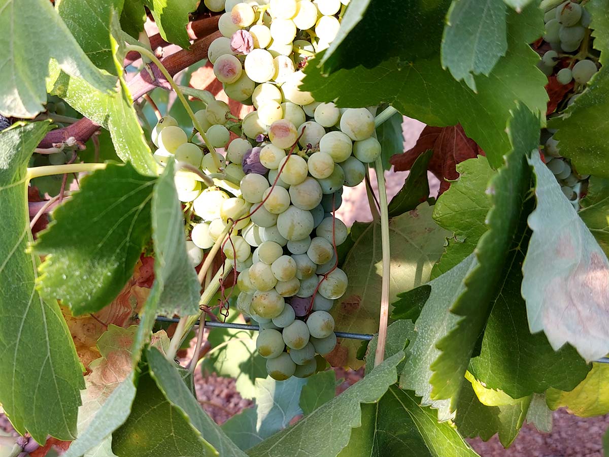 La participación de Almendralejo en el CRDO Cava cae al 13 por ciento