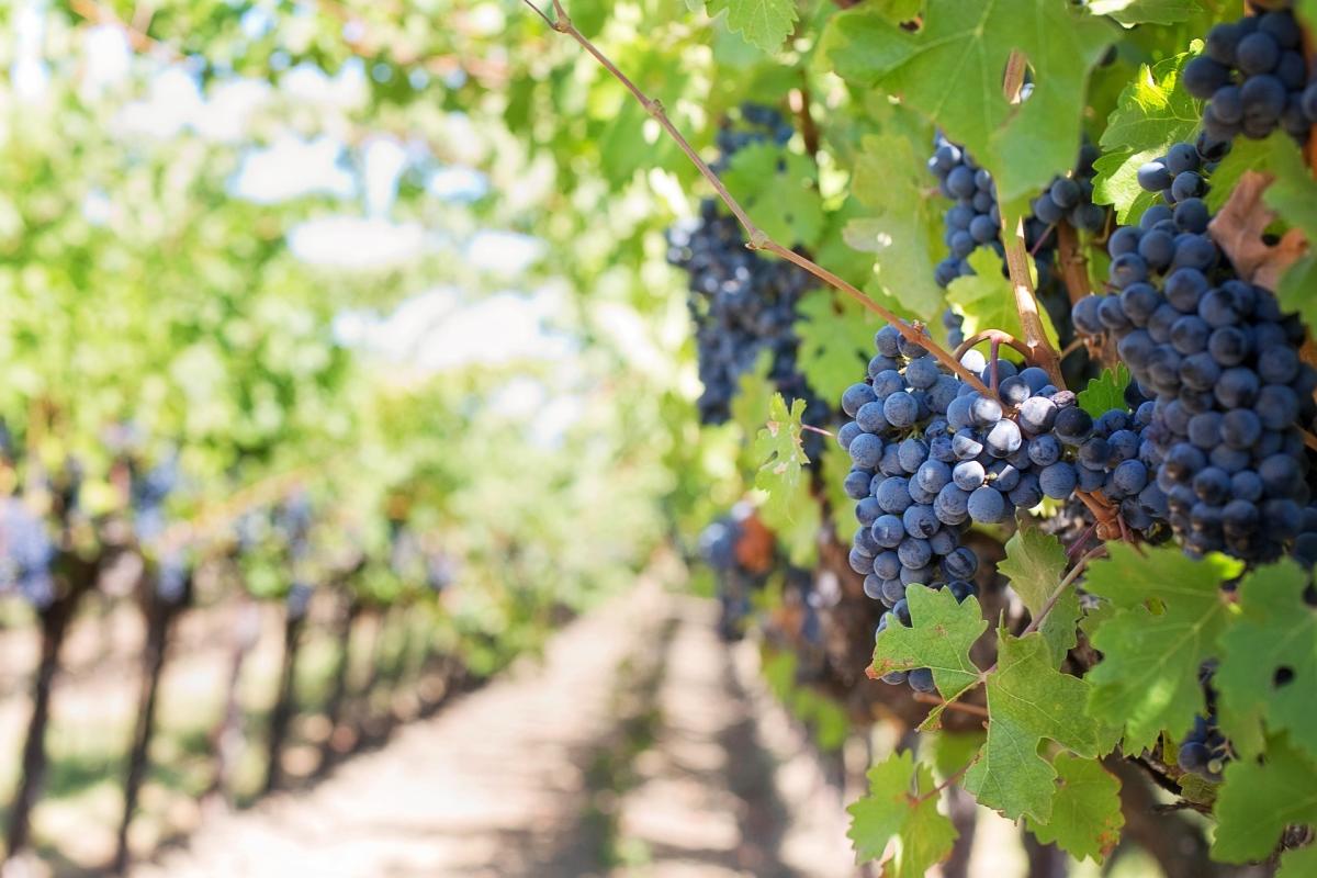 APAG Extremadura ASAJA considera que la situación del viñedo está a un paso de la ruina total