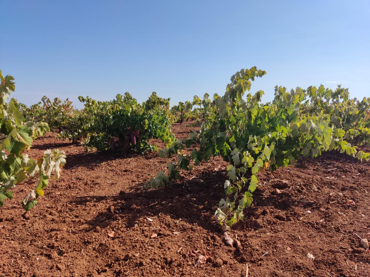 UPA-UCE reclama a la Junta que ponga en marcha ayudas para afrontar los costes de los agricultores y ganaderos