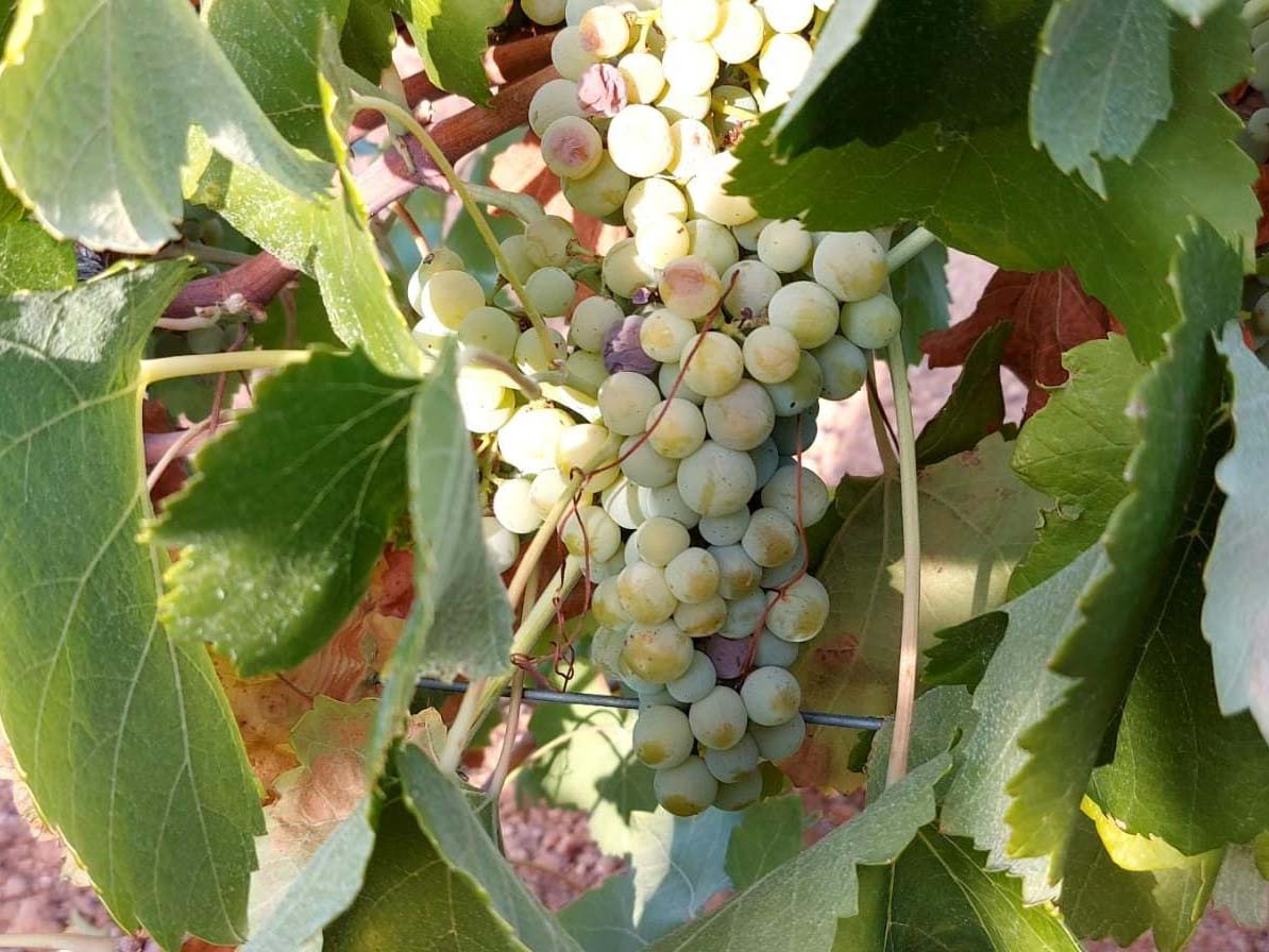 La CLYGAL pide a los agricultores de uva de cava que defiendan un precio ajustado a otras zonas 