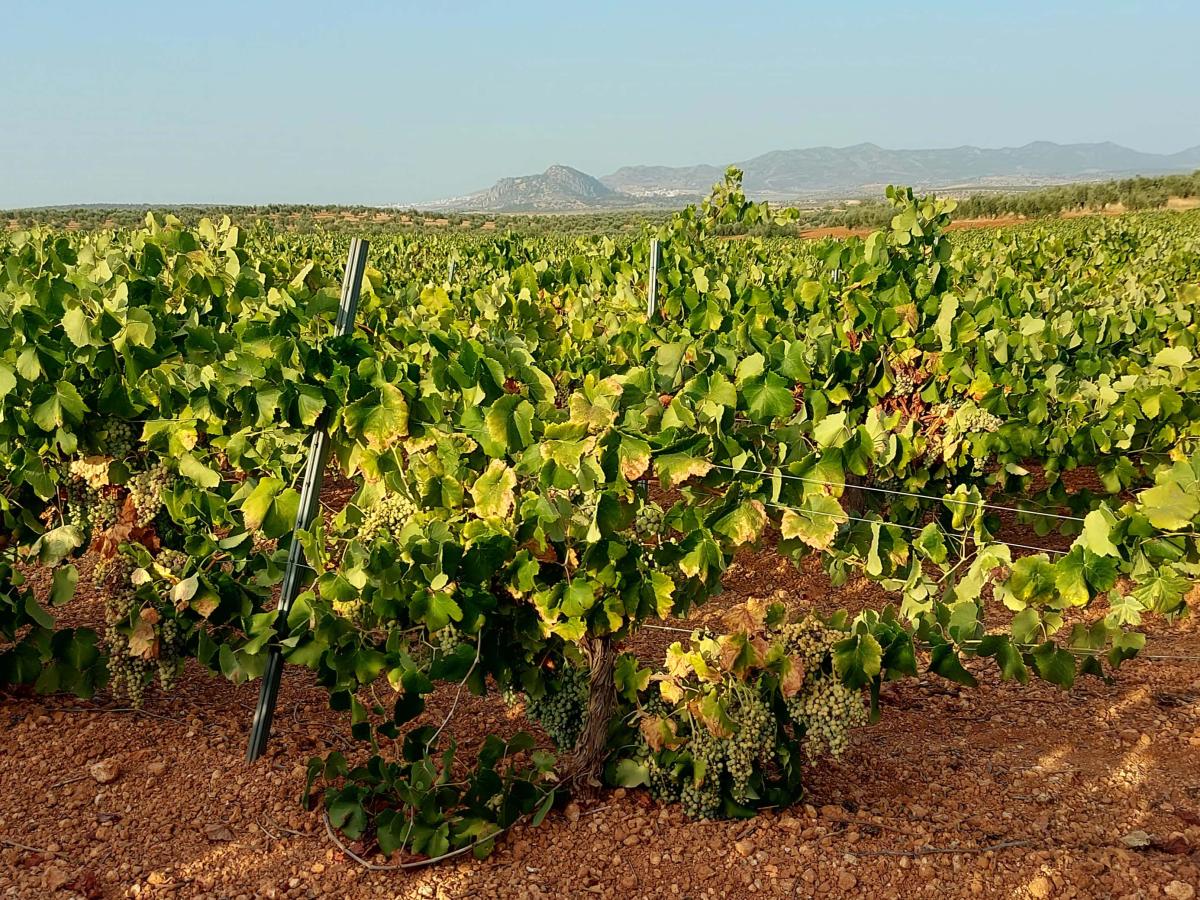 Frente común de las organizaciones productoras de uva de cava de España contra los precios que pretenden pagar
