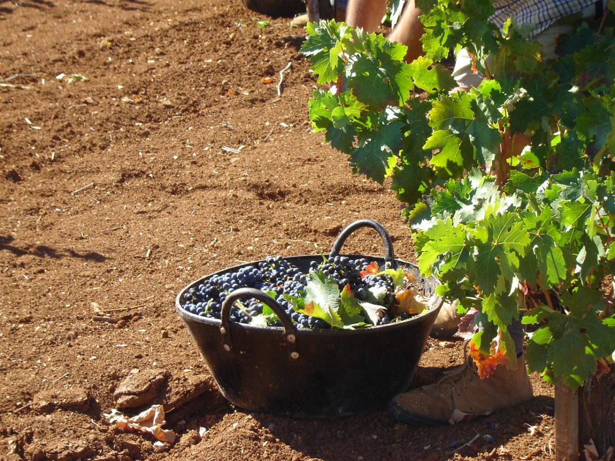 Ribera del Guadiana destaca la calidad del fruto en el inicio de la vendimia