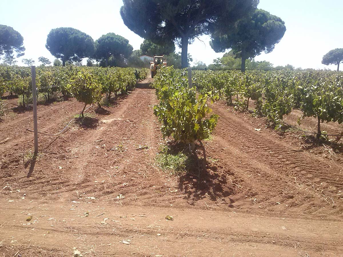 La CLYGAL confirma una producción de uva muy por debajo de las expectativas