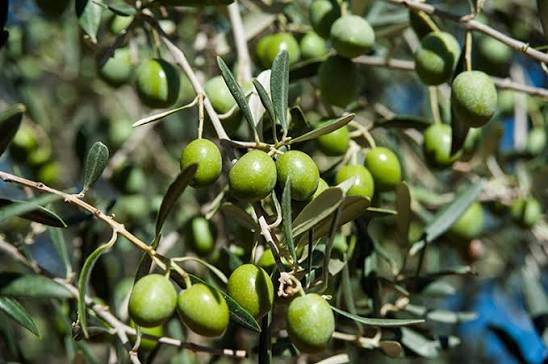 UPA-UCE Extremadura exige inspecciones para que la aceituna de mesa no se pague por debajo de costes