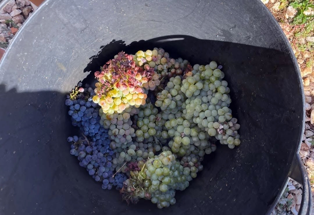 Más de 350 escolares participan en los talleres de vendimia del Museo del Vino
