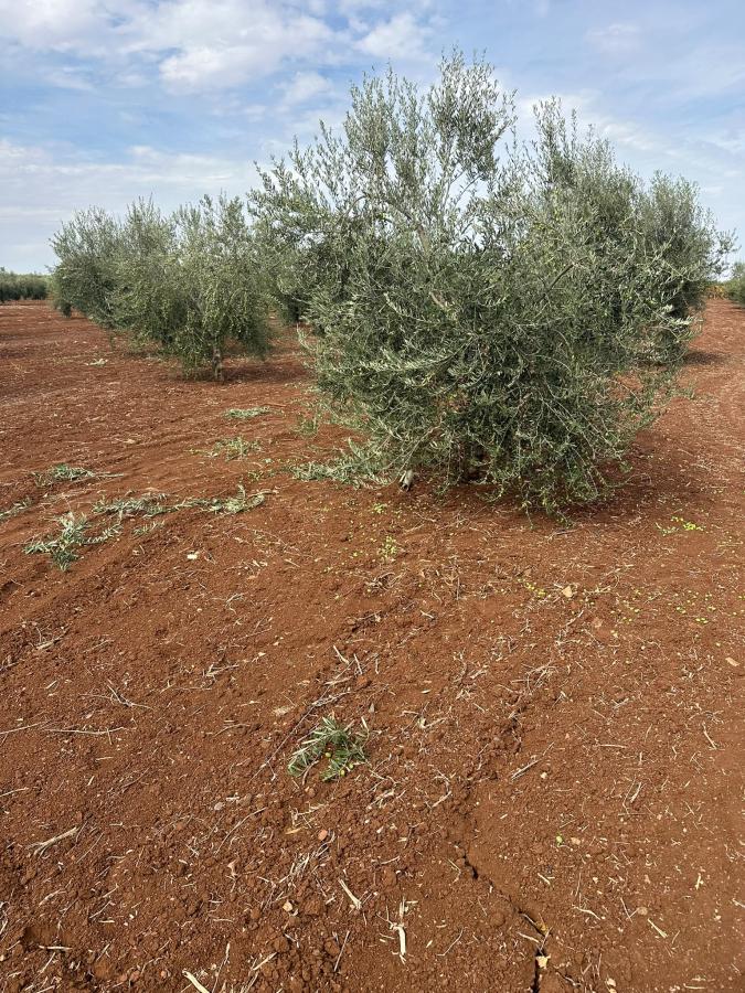 Jatib reclama vigilancia y control ante los primeros robos de aceituna
