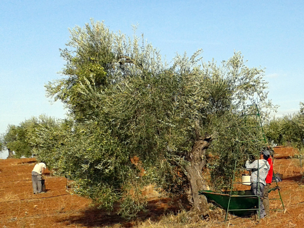 La CLYGAL alerta a los agricultores tras los primeros robos de aceituna