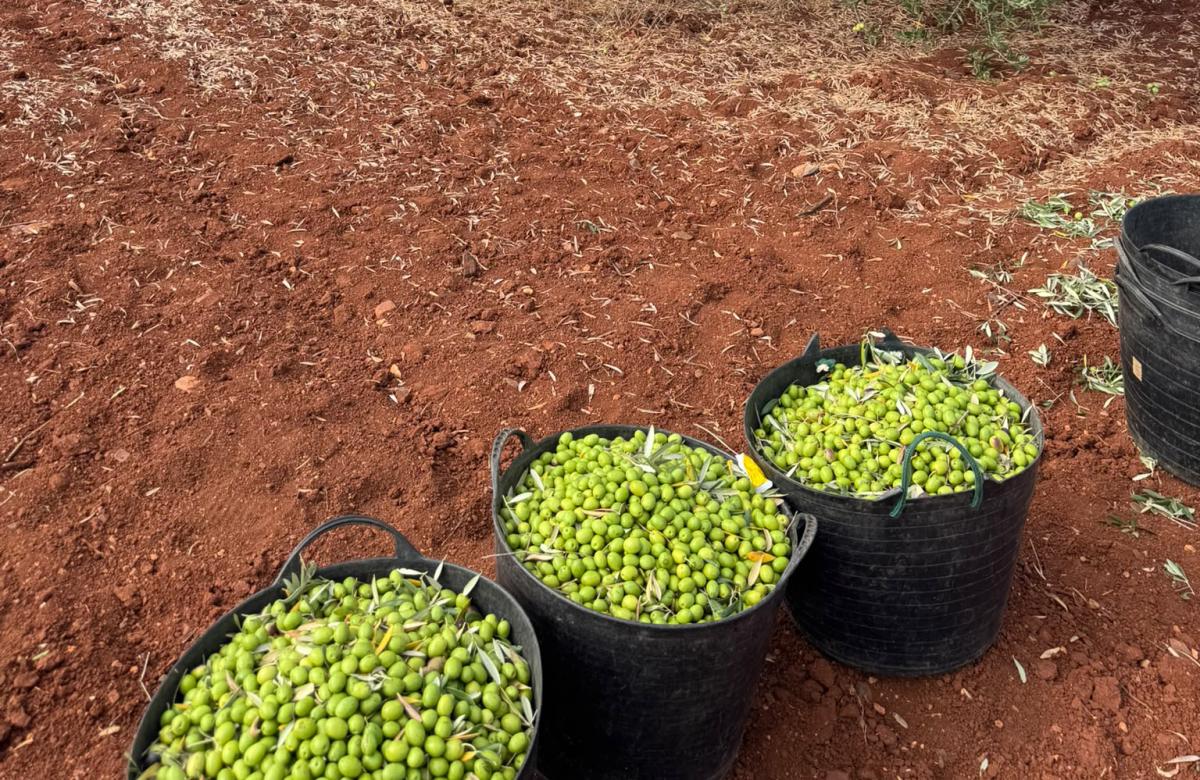 La CLYGAL exige cumplir la Ley inspeccionando puestos e industrias para evitar la venta de la aceituna a pérdidas