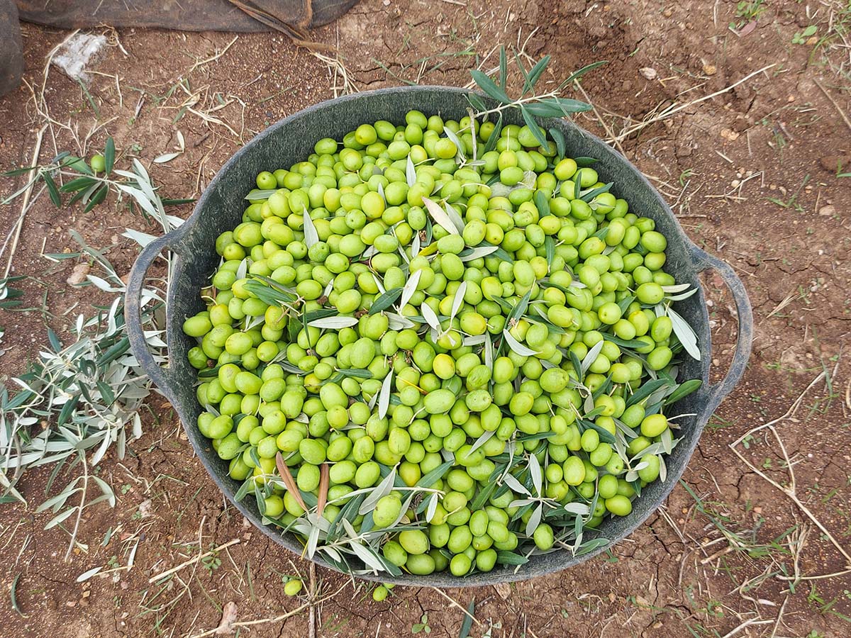 La CLYGAL exige al Gobierno ayudas directas a los agricultores de uva y aceituna